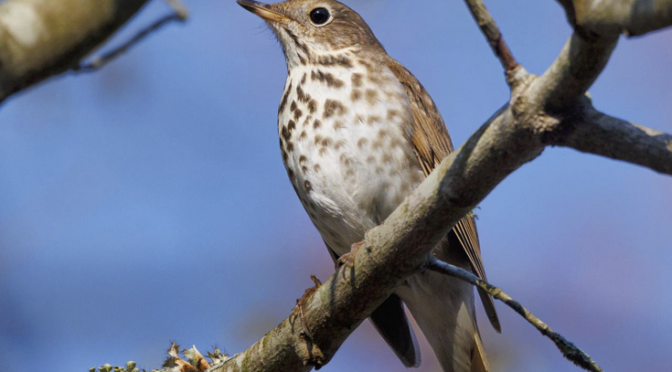 A Hermit Thrush encounter at Shiners Park in Lillington NC